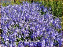 Veronica austriaca &#39;Lapis Lazuli&#39;