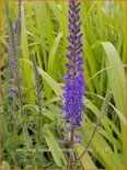 Veronica spicata &#39;Romiley Purple&#39;