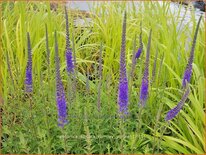 Veronica spicata &#39;Romiley Purple&#39;