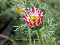 Anacyclus pyrethrum var. depressus