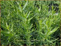 Artemisia dracunculus &#39;French Dragon&#39;