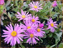 Aster amellus &#39;Lady Hindlip&#39;