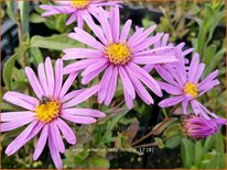 Aster amellus &#39;Lady Hindlip&#39;