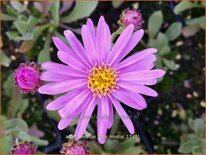 Aster amellus &#39;Lady Hindlip&#39;