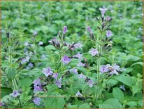 Calamintha nepeta &#39;Marvelette Blue&#39;