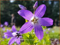 Campanula lactiflora &#39;Border Blues&#39;