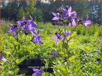 Campanula lactiflora &#39;Border Blues&#39;