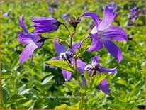 Campanula lactiflora &#39;Border Blues&#39;