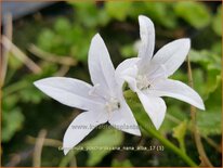 Campanula poscharskyana &#39;Nana Alba&#39;