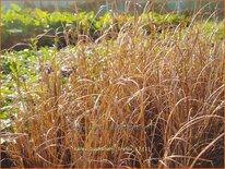 Carex buchananii &#39;Firefox&#39;