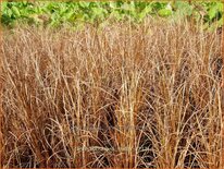 Carex buchananii &#39;Firefox&#39;