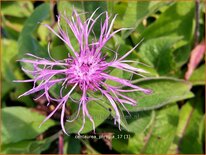 Centaurea phrygia