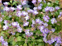 Chaenorhinum origanifolium &#39;Blue Dream&#39;