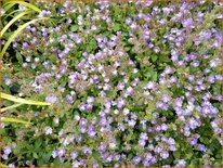 Chaenorhinum origanifolium &#39;Blue Dream&#39;