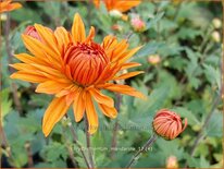 Chrysanthemum &#39;Mandarine&#39;