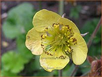 Geum &#39;Lisanne&#39;