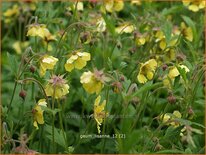 Geum &#39;Lisanne&#39;