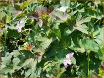 Geranium &#39;Fay Anna&#39;