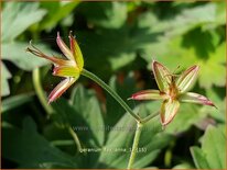 Geranium &#39;Fay Anna&#39;