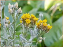 Helichrysum italicum &#39;Dwarf Curry&#39;