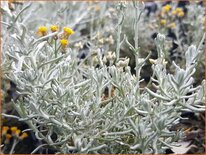 Helichrysum italicum &#39;Dwarf Curry&#39;