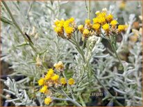 Helichrysum italicum &#39;Dwarf Curry&#39;