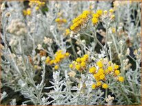 Helichrysum italicum &#39;Dwarf Curry&#39;