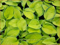 Hosta &#39;Rainforest Sunrise&#39;