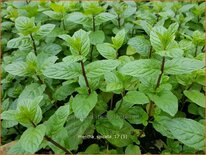 Mentha spicata