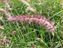 Pennisetum orientale &#39;Flamingo&#39;