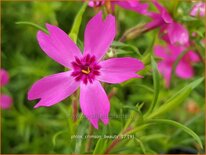 Phlox &#39;Crimson Beauty&#39;