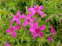 Phlox &#39;Crimson Beauty&#39;