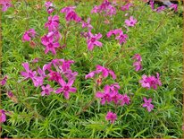 Phlox &#39;Crimson Beauty&#39;