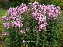 Phlox &#39;Miss Pepper&#39;