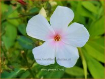 Phlox &#39;Popeye&#39;