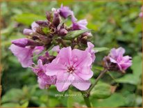 Phlox &#39;Zenobia&#39;