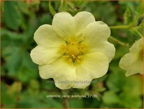 Potentilla recta &#39;Sulphurea&#39;