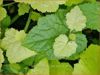 Tolmiea menziesii &#39;Cool Gold&#39;