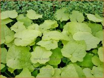 Tolmiea menziesii &#39;Cool Gold&#39;