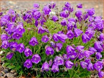 Campanula pulloides &#39;Jelly Bells&#39;