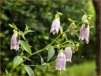 Campanula punctata