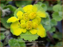 Chrysosplenium alternifolium