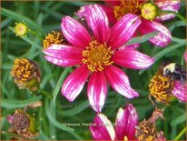 Coreopsis &#39;Madras Magic&#39;