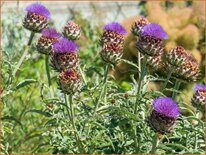 Cynara scolymus