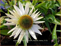 Echinacea purpurea &#39;Innocence Meadow Mama&#39;