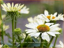 Echinacea purpurea &#39;Innocence Meadow Mama&#39;