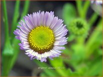 Erigeron glaucus