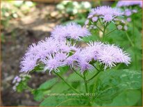 Eupatorium coelestinum