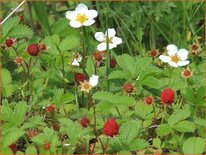 Fragaria vesca