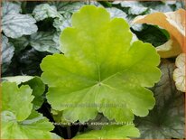 Heuchera &#39;Northern Exposure Lime&#39;